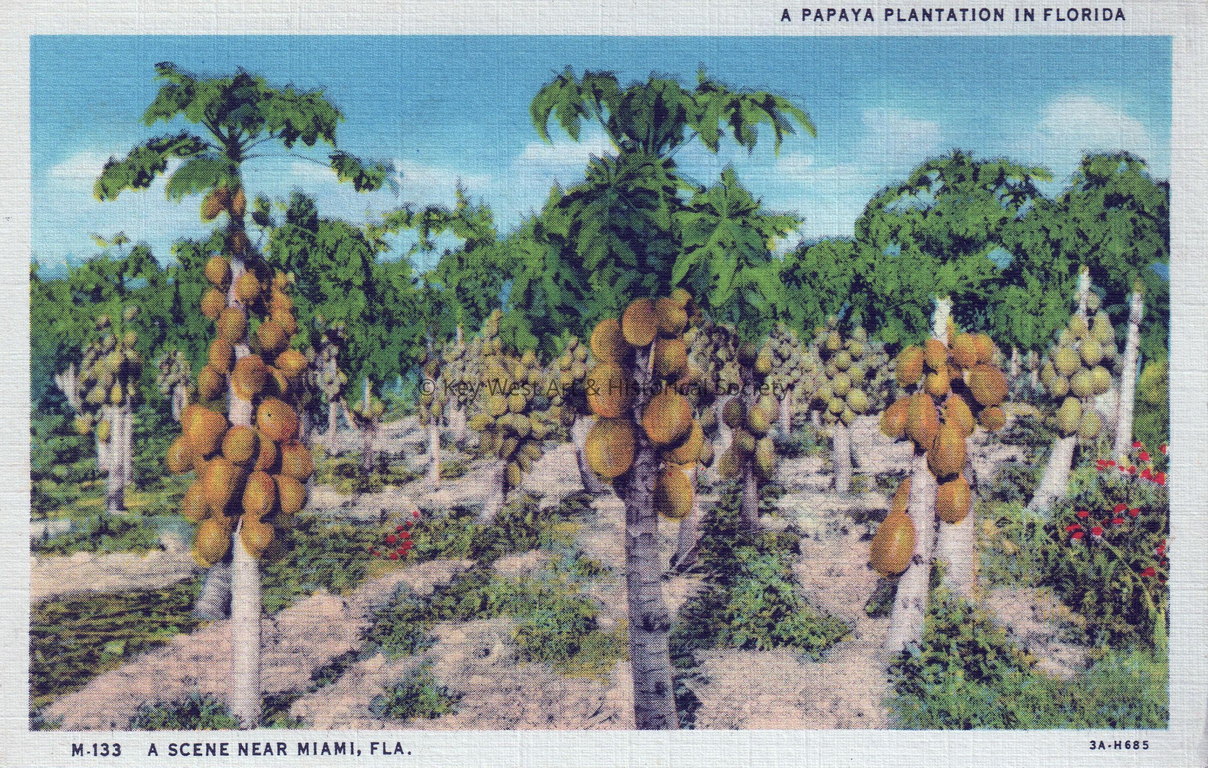 A Papaya Plantation in Florida; © Key West Art & Historical Society
