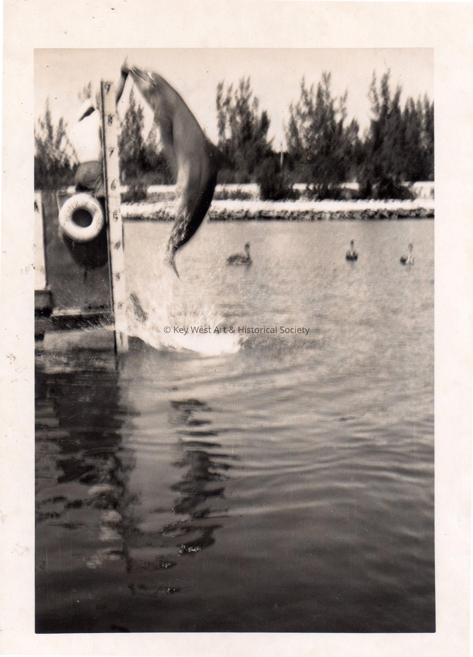 A Porpoise at Theater of the Sea; © Key West Art & Historical Society