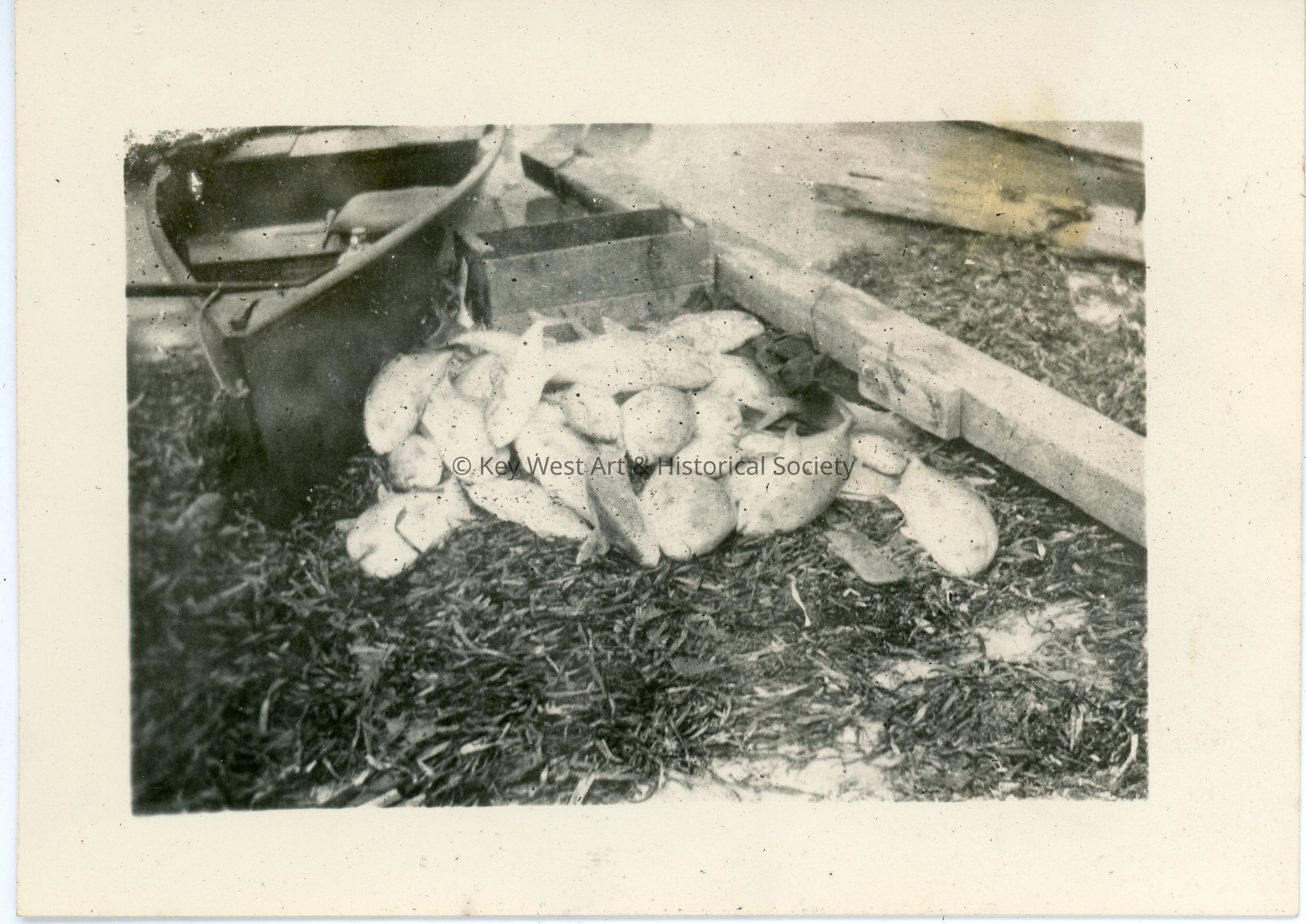 Fish on the Ground picture number 1