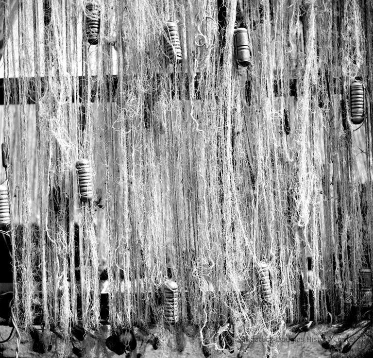 Commercial fishing 1943-1961 - Image 61