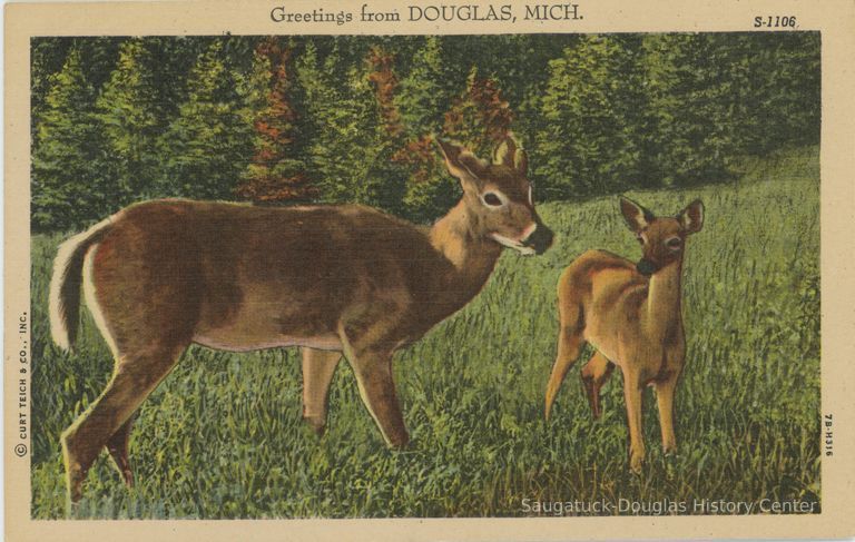          Greetings from Douglas, Mich. Postcard
   