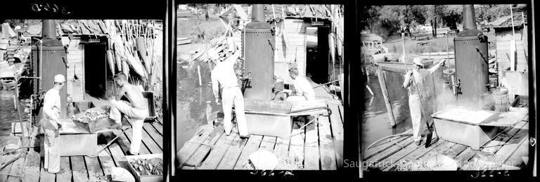 Commercial fishing 1943-1961 - Image 33