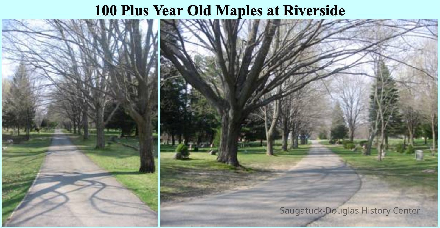 100 Plus Year Old Maples at Riverside; The April 20, 1906 issue of the Commercial-Record announced that