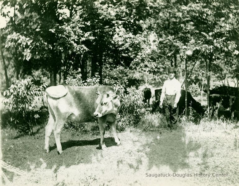          Man and Cow picture number 1
   