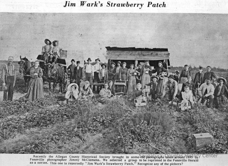          p123WarkStrawberryPatch.jpg 9.4MB; Recently the Allegan County Historical Society brought in some old photographs taken around 1893 by Fennville photographer Jimmy McClemens. We selected a group to be reprinted in the Fennville Herald as a series. This one is reportedly 