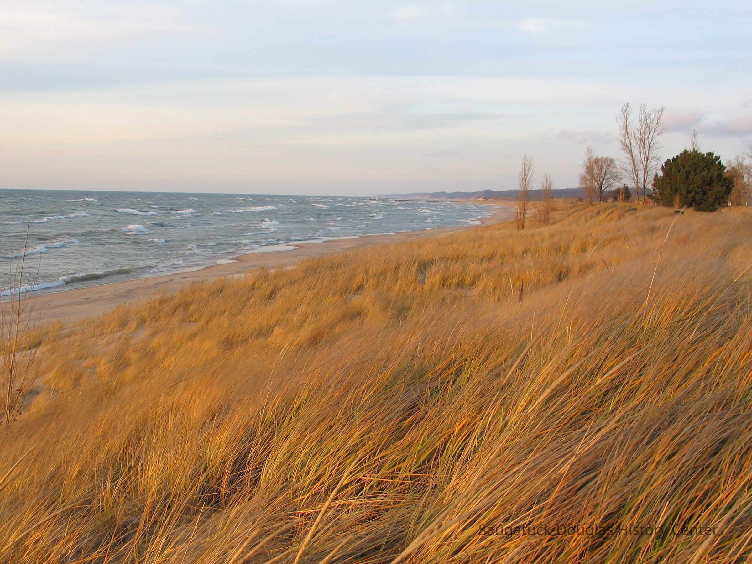          Golden beach grass A.JPG 1.7MB; 2004, Oval Beach
Digital file from Jack Sheridan Drive 2021.72.02
   