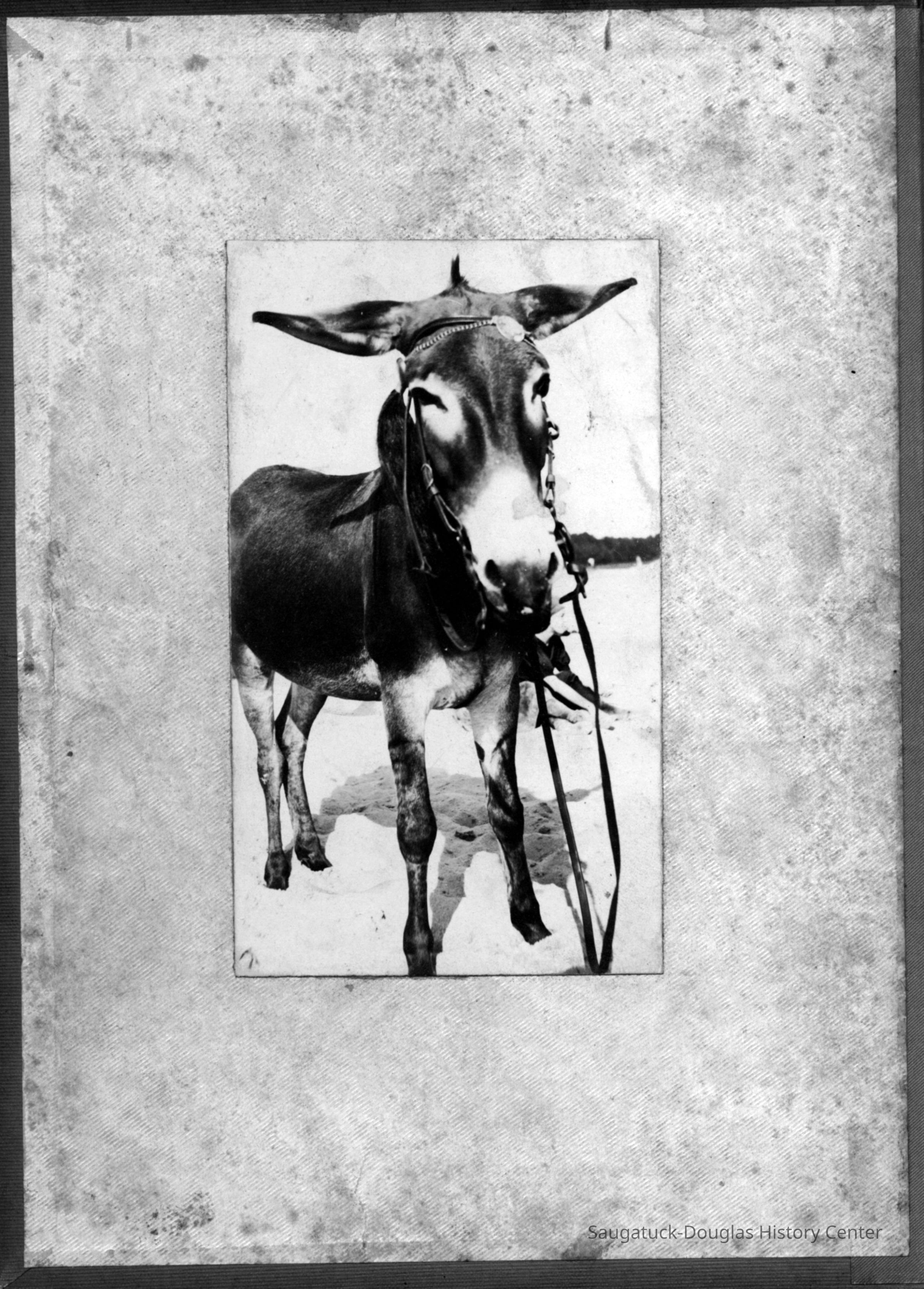          p01.jpg 1.6MB; Dynamite the donkey
   