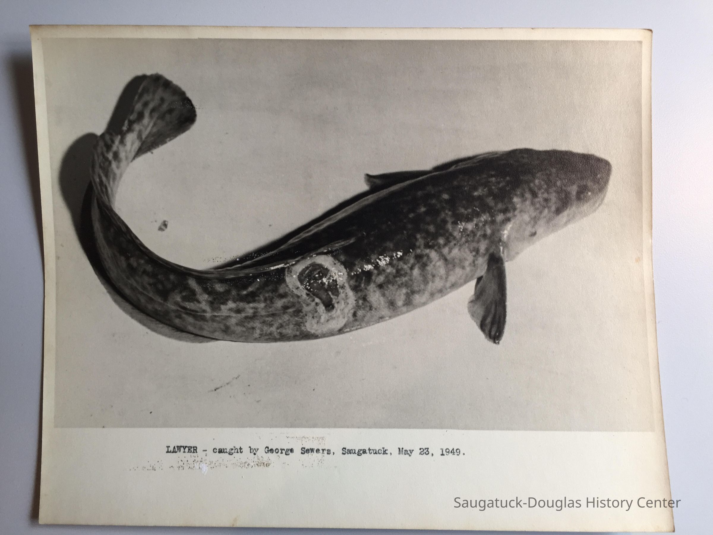 Lamprey Damage picture number 1