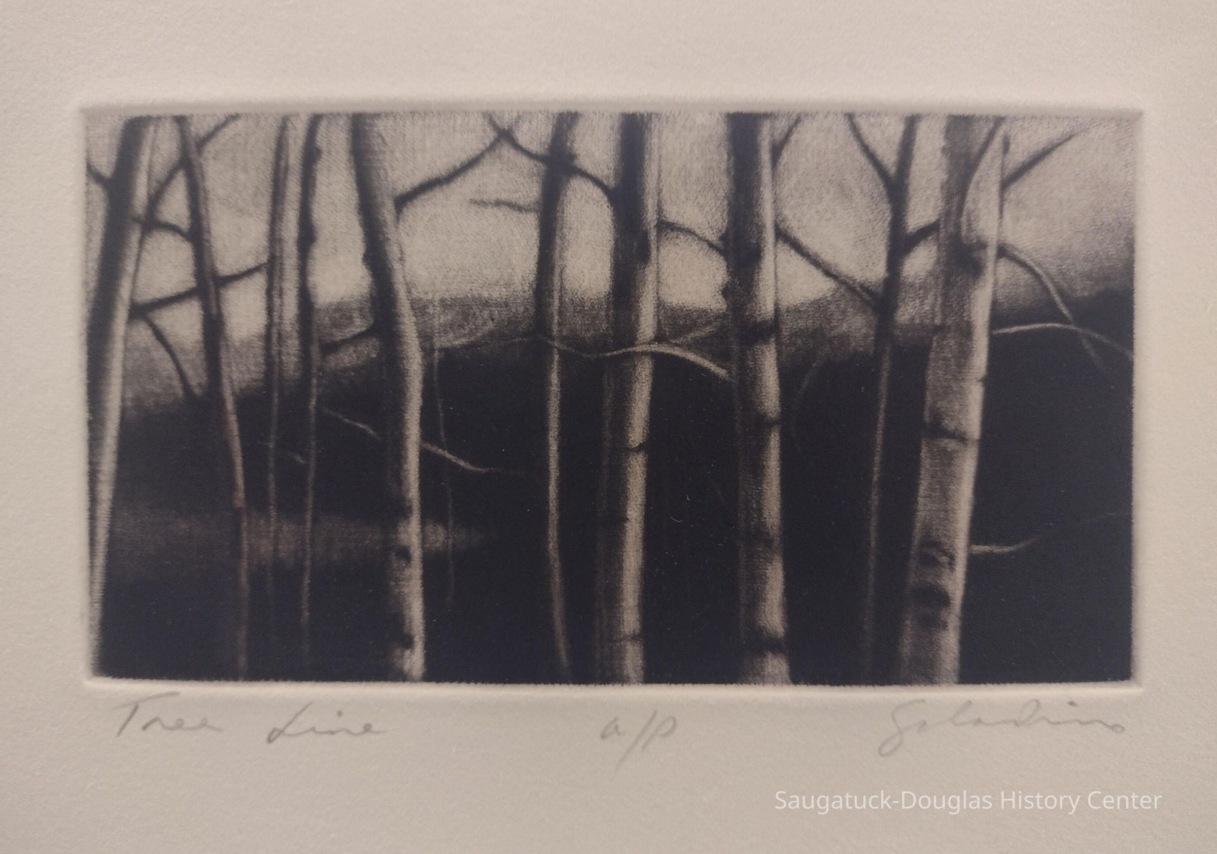 Tree Line picture number 1