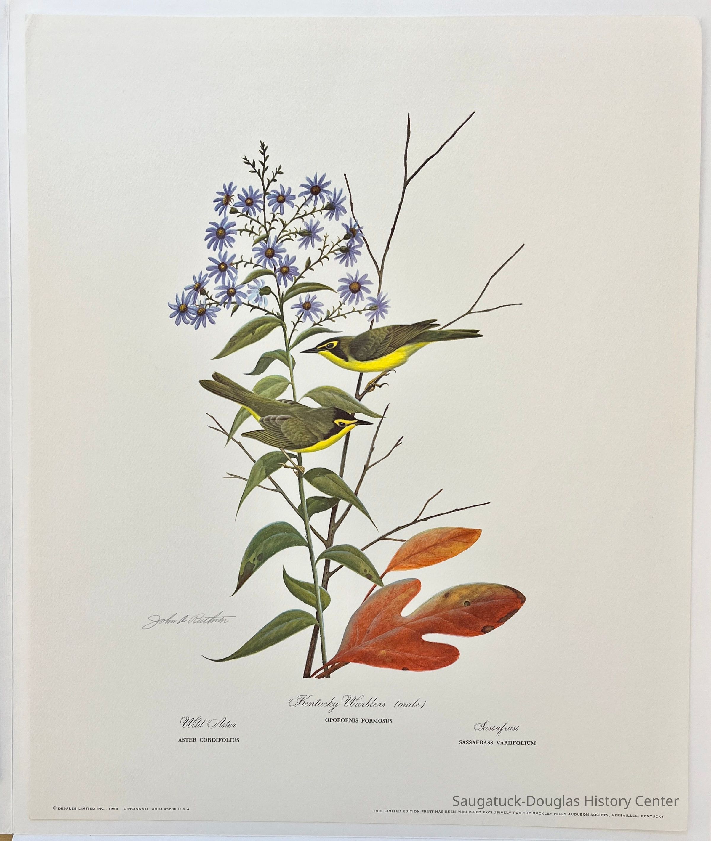          Kentucky Warbler picture number 1
   