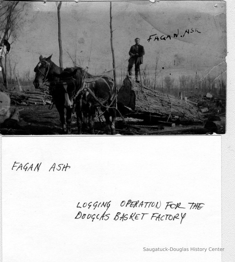          89-1-8 fagan ash.jpg 435KB; Fagan [or Fagen?] Ash logging operation for the Douglas Basket Factory. Fagan Ash standing atop a log that is rigged up to be dragged by two horses.
   