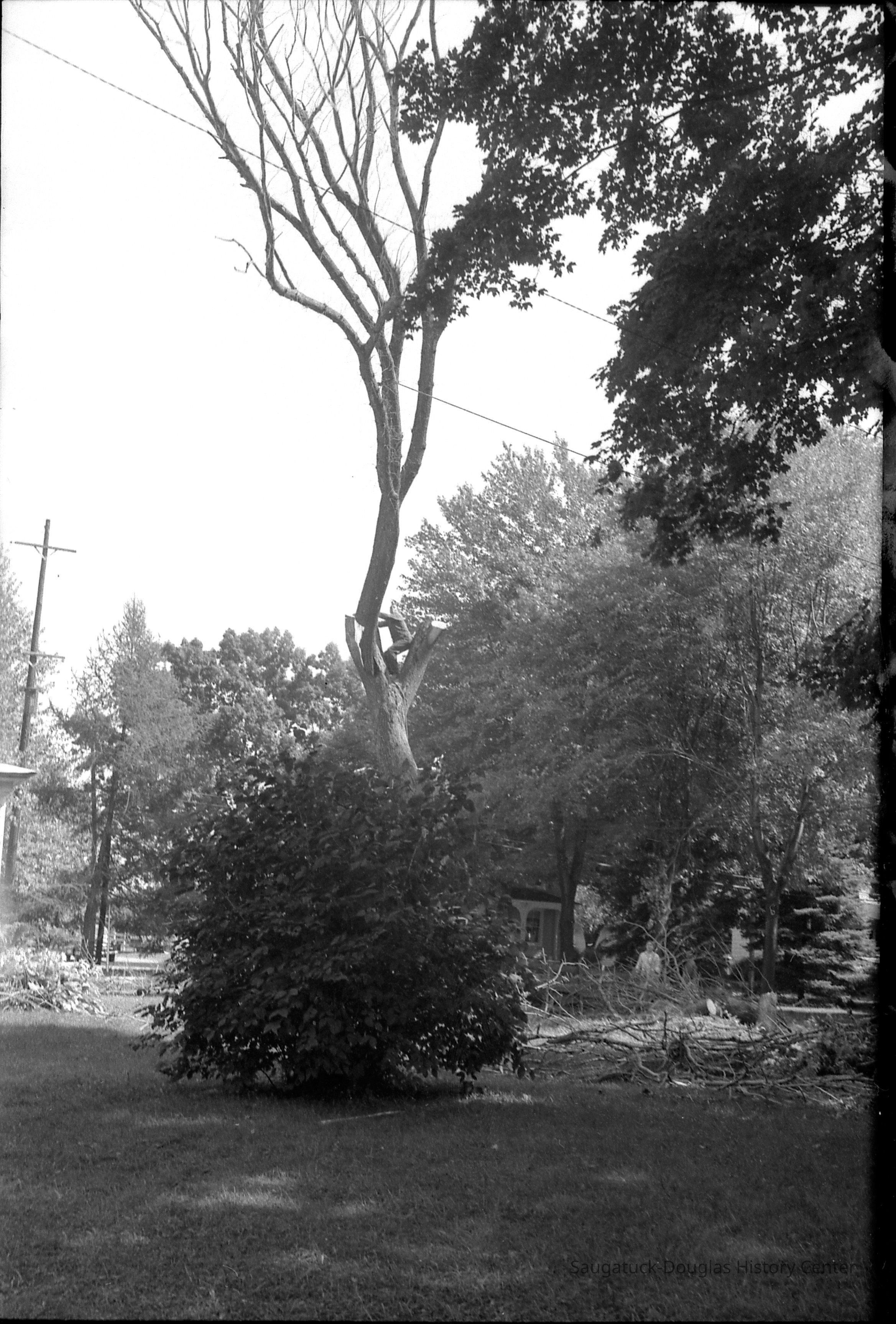 671_b_Dutch_elm_1961 copy.jpg 1.8MB