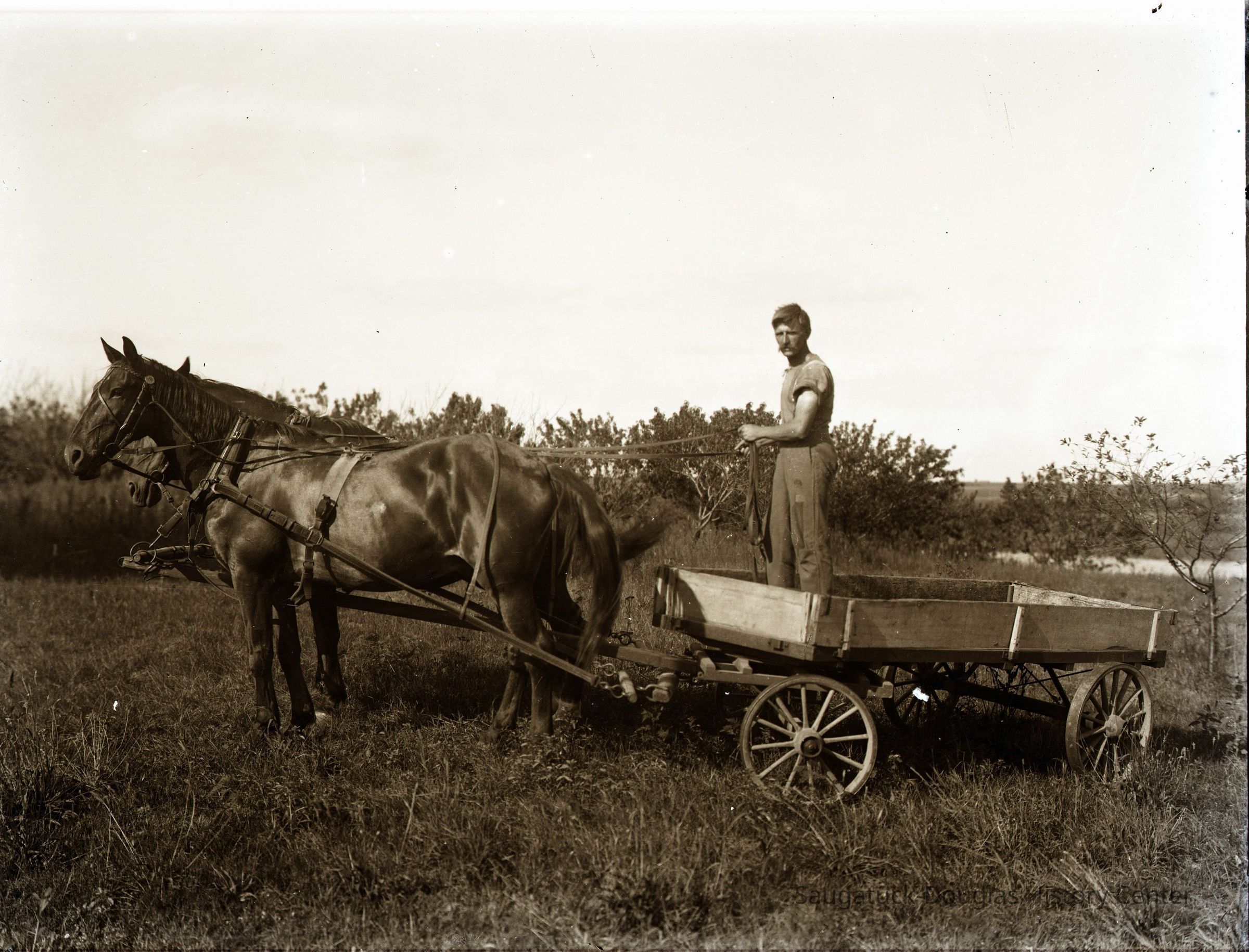 ManWagonHorses.jpg 1.6MB - Digital file on Jack Sheridan Drive 2021.72.02; Man standing in a flat wagon pulled by pair of dark horses in an unknown orchard.