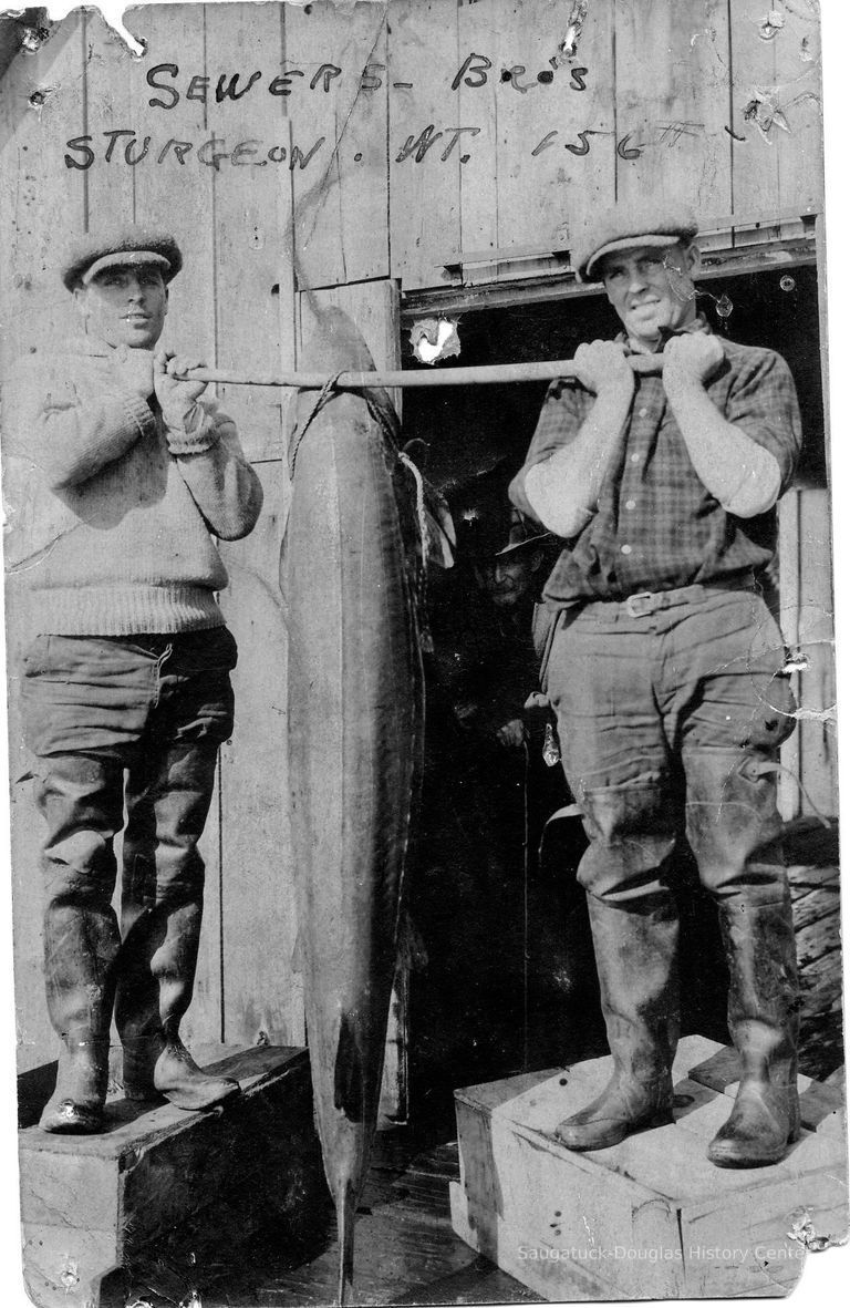          89-1-224_A_Sewers_Bros..jpg 788KB; Sewers Bros Sturgeon Weight 156 pounds  Twins Frank and Rube Sewers
   