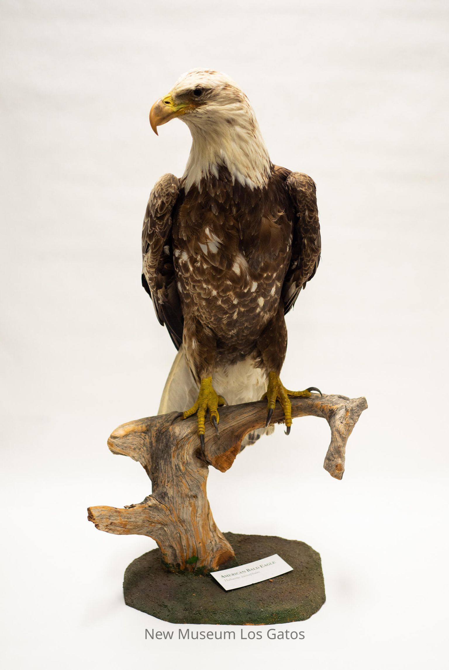 Natural History Collection