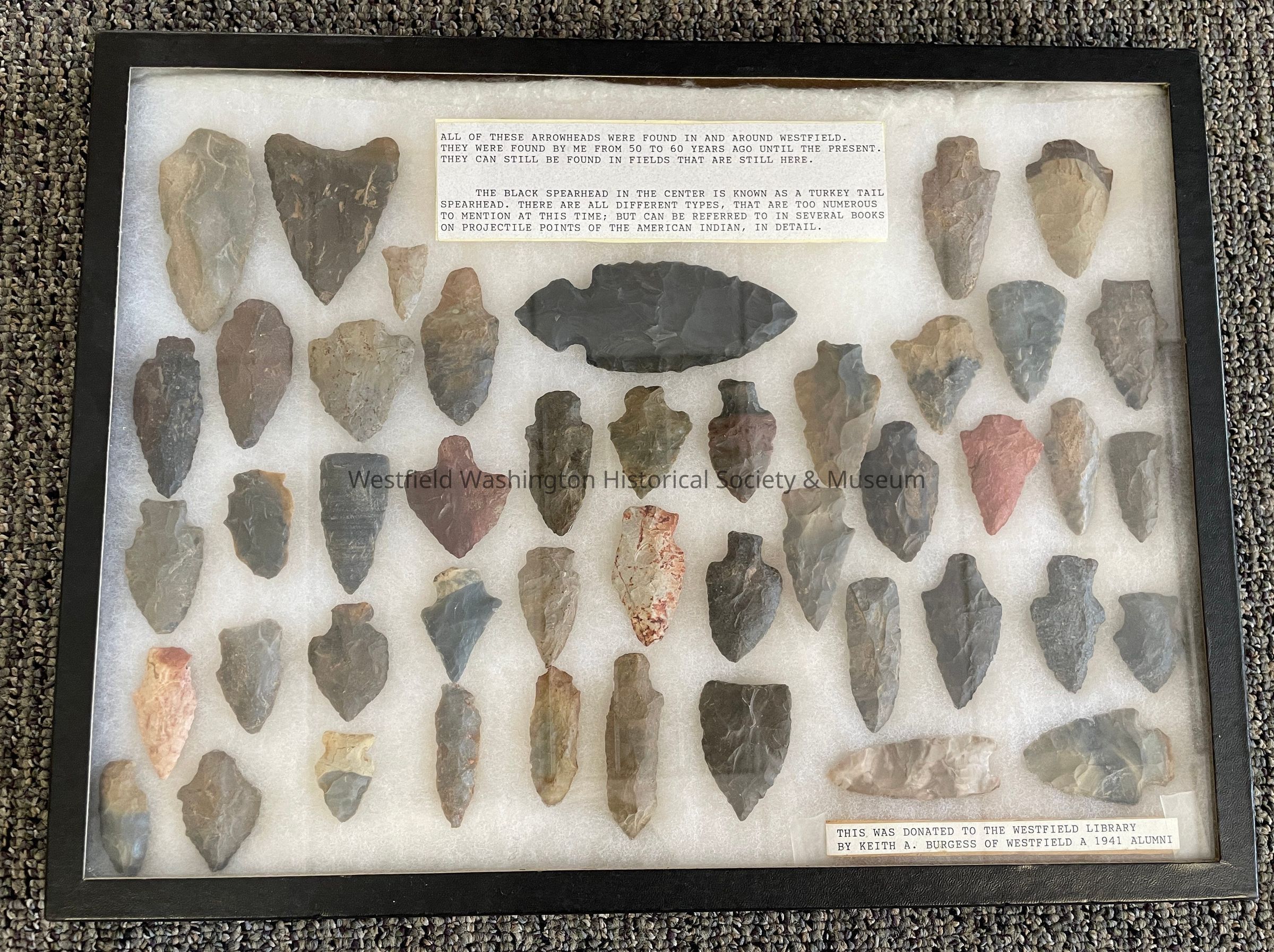 The image shows a framed collection of various arrowheads arranged systematically on a white background. Each arrowhead is made of stone, varying in color and shape. A note at the top provides information about their discovery in Westfield, noting that they were found over the past 50 to 60 years. A specific black stone in the center is identified as a "turkey tail spearhead." The display was donated to the Westfield Library by Keith A. Burgess, indicating his association with Westfield, as a 1941 Westfield High School Alumni