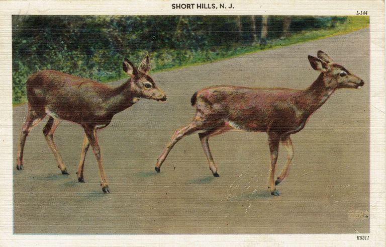          Deer in Short Hills, 1955 picture number 1
   