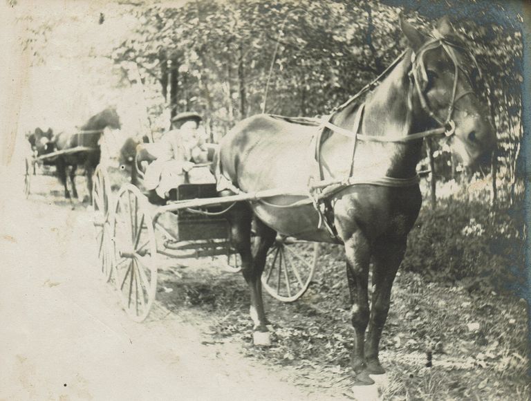          Marshall-Schmidt Album: Woman Driving Horse & Carriage picture number 1
   