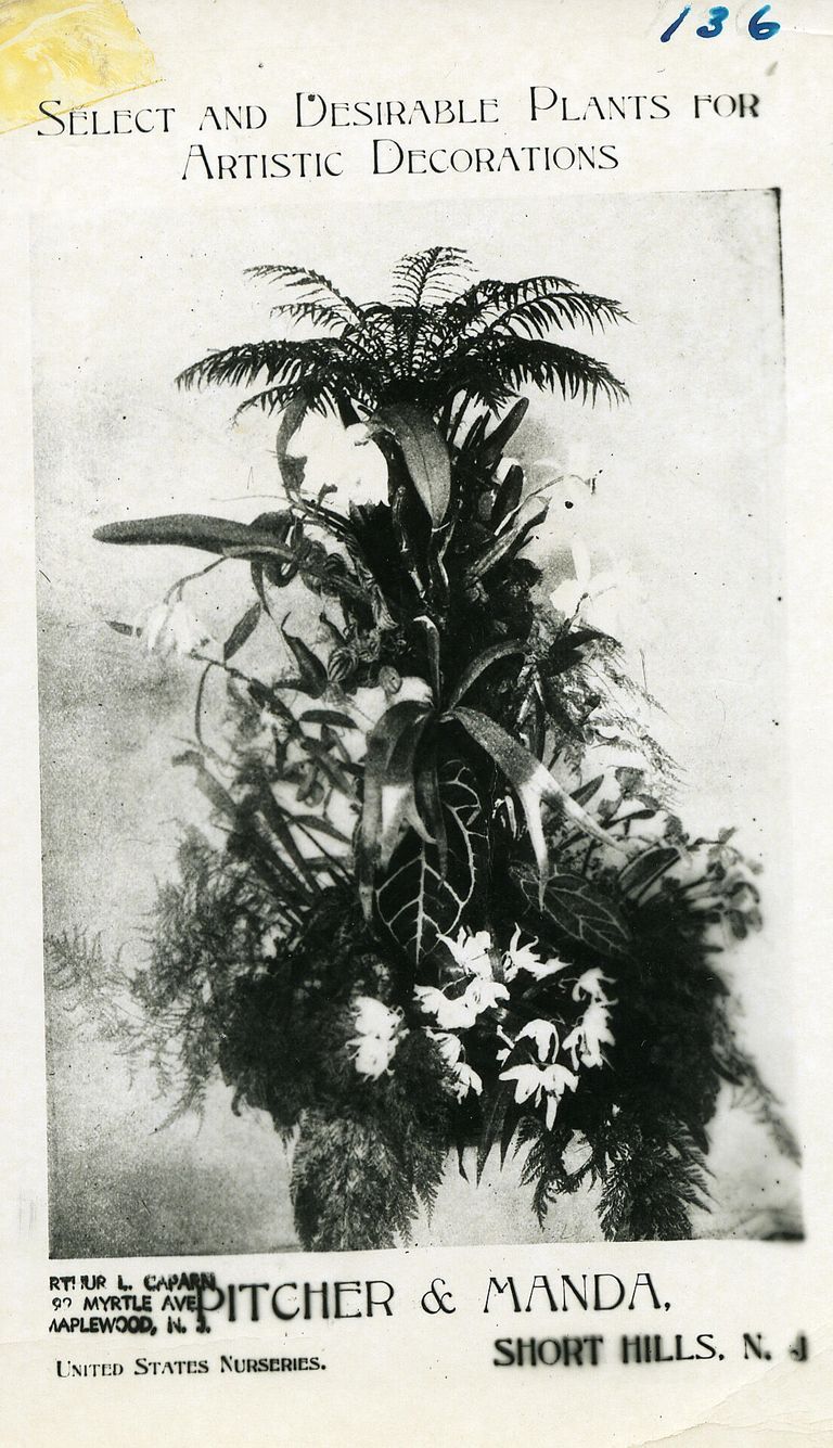          Select & Desirable Plants for Artistic Decoration; Image ID #136
   