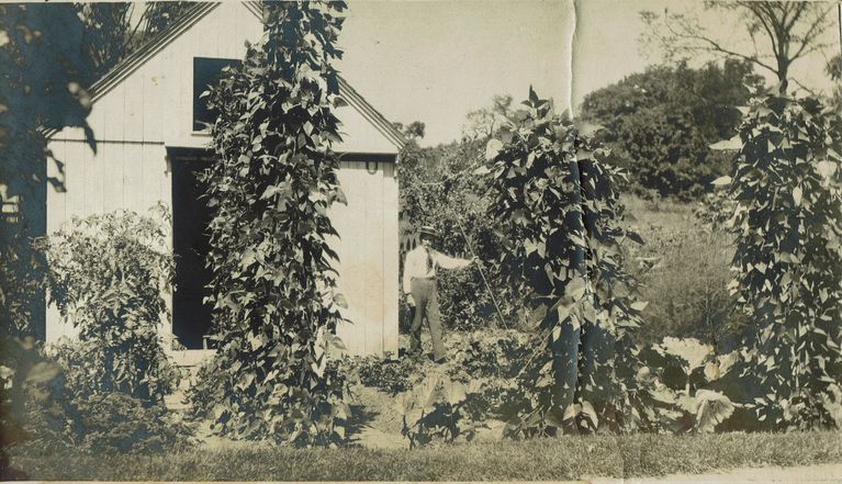          Brison: Horace Brison in Vegetable Garden picture number 1
   