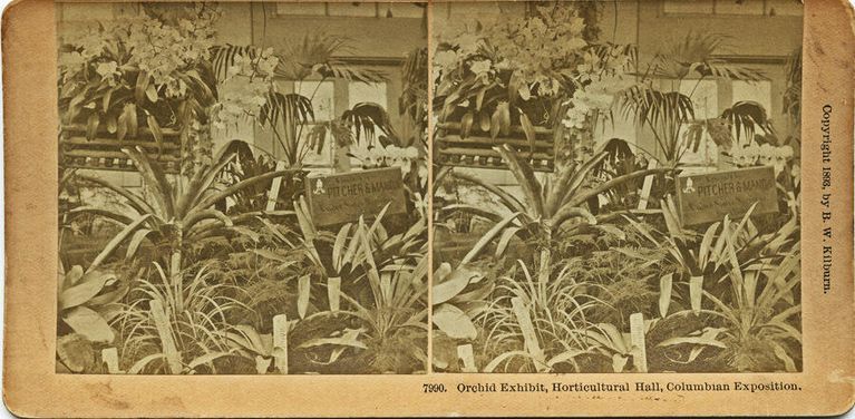          Pitcher and Manda: Columbian Exposition Stereoview Photographs, 1893 picture number 1
   