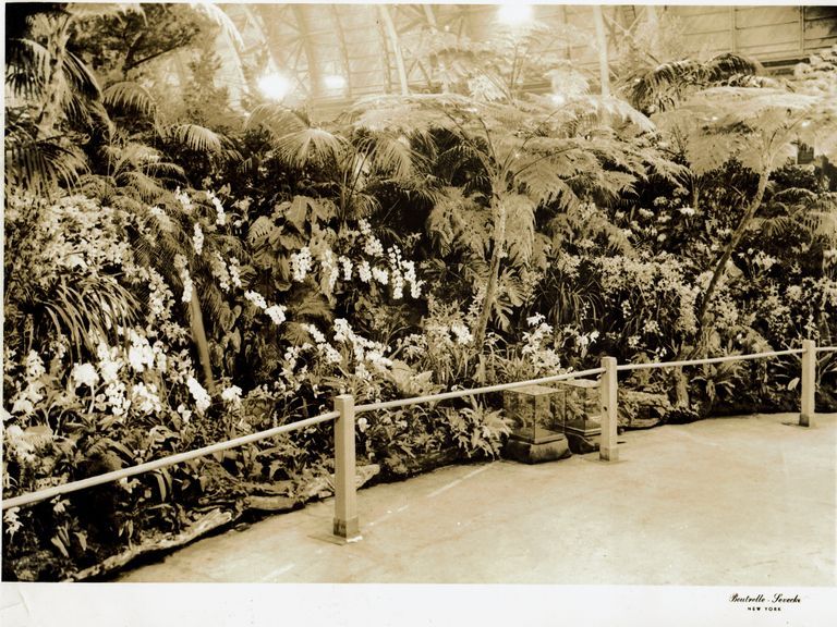          Pitcher and Manda Orchid Display International Flower Show, New York, 1911. picture number 1
   