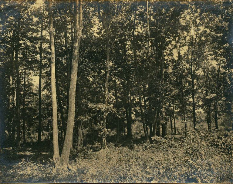          Hartshorn Album 3: Wooded Landscape in Short Hills picture number 1
   