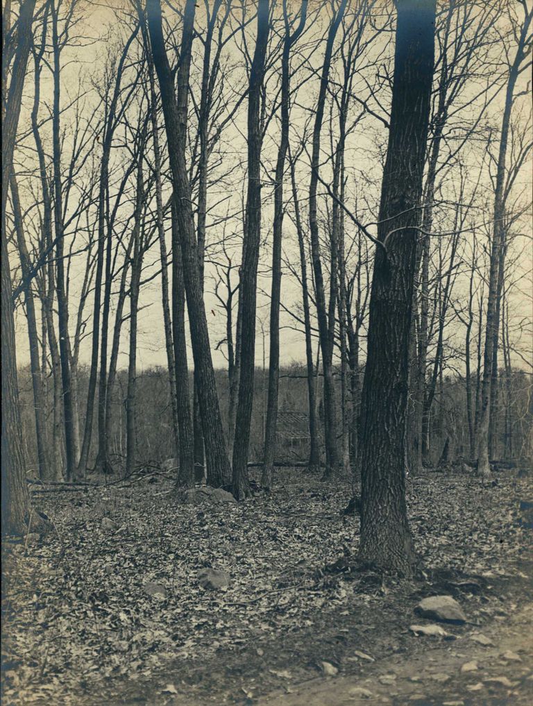          Hartshorn Photo Album 2: In the Brick Yard Woods picture number 1
   