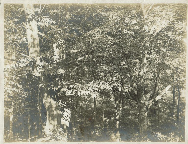          Hartshorn: Shackelton Photograph of Trees on Hartshorn Estate picture number 1
   
