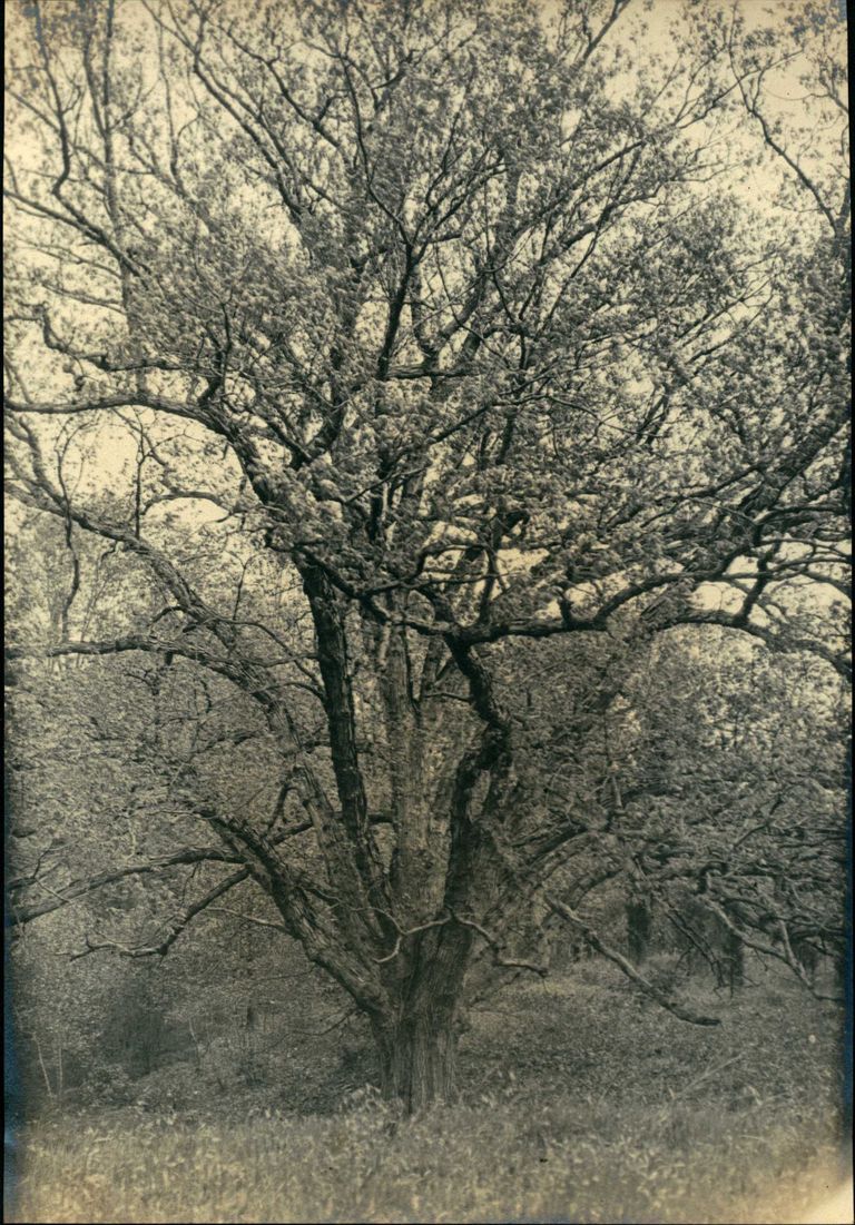          Hartshorn Photo Album 2: Tree picture number 1
   