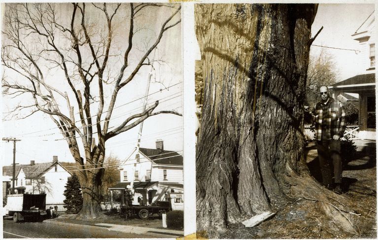          Main Street: Hackleton Elm at 298 Main Street, 1964 picture number 1
   