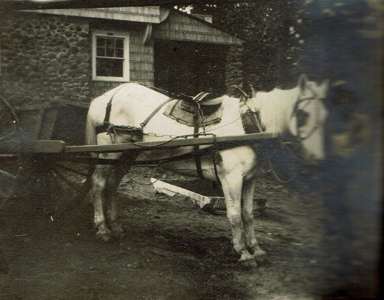          Marshall-Schmidt Album: Person Leading a Horse picture number 1
   