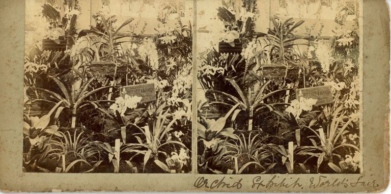          Pitcher and Manda: Columbian Exposition Stereoview Photographs, 1893 picture number 1
   