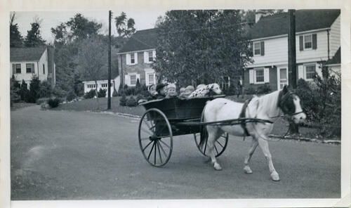          Badenhausen Pony at Park Circle, 1938 picture number 1
   