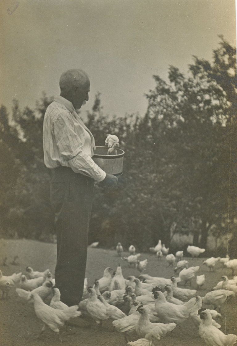          Inscription: Feeding time-this shows the chickens up and they always fly up to get some feed.
   