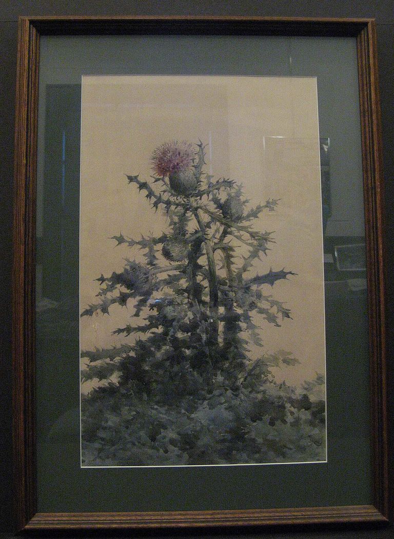          Derrick: William Rowell Derrick, Thistle watercolor picture number 1
   