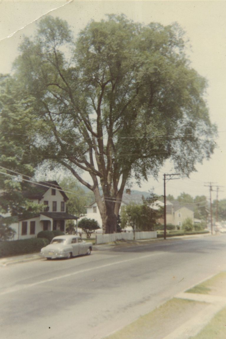          Main Street: Giant Elm in front of 298 Main Street picture number 1
   
