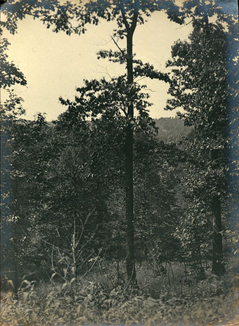          Hartshorn Photo Album 2: Tree picture number 1
   
