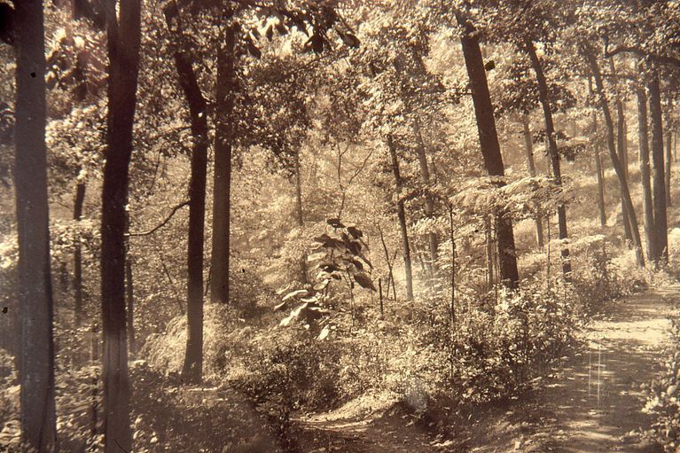          Arboretum: Arboretum Trail by Cora Hartshorn picture number 1
   