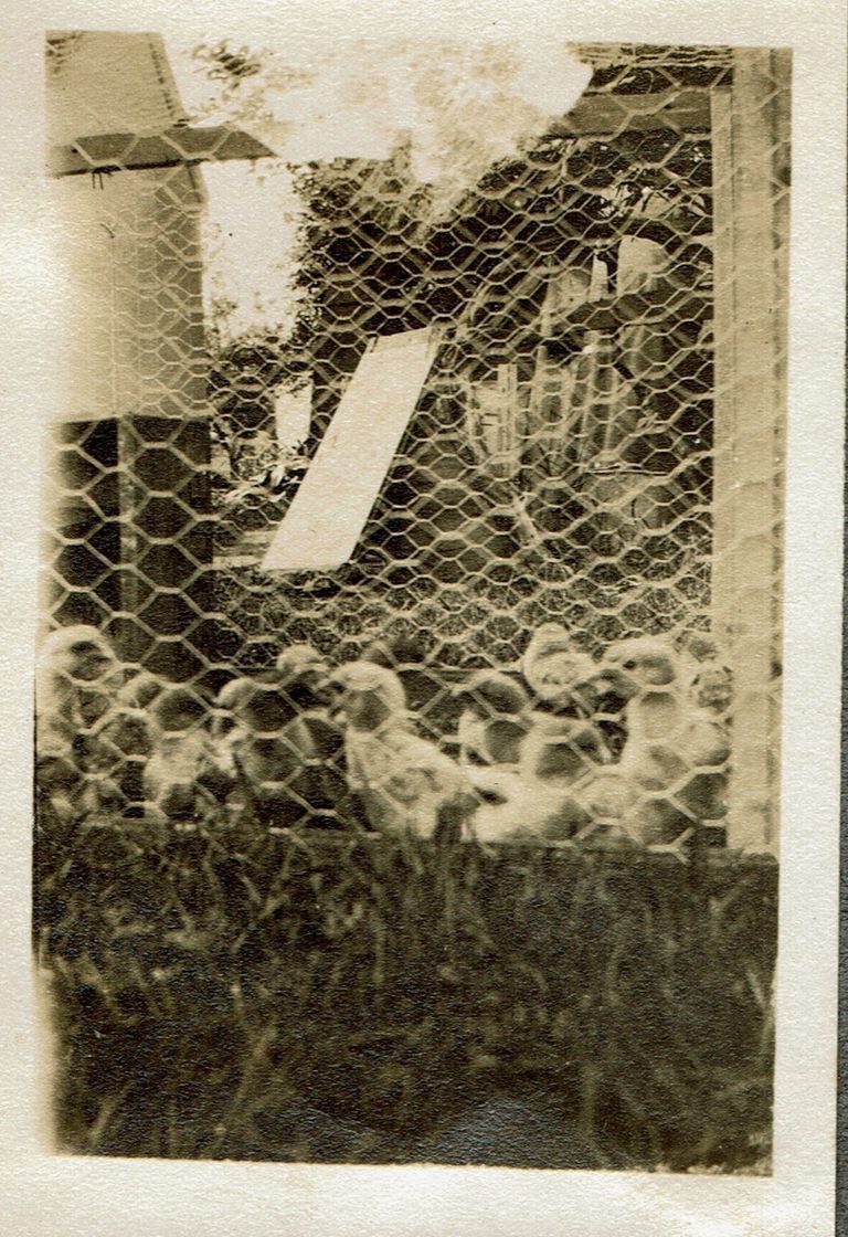          Marshall-Schmidt Album: Chicken Coop picture number 1
   