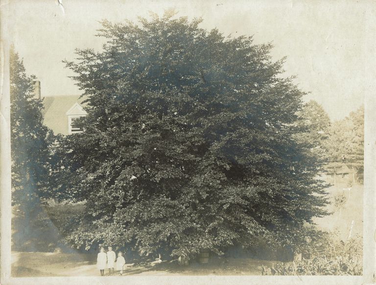          Hartshorn: Shackleton Photograph of Copper Beech Tree with May Collins, Kathleen and Louis Caparn on Hartshorn Estate picture number 1
   