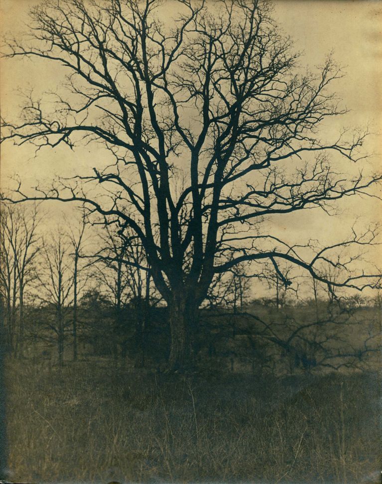          Hartshorn Photo Album 2: Tree picture number 1
   