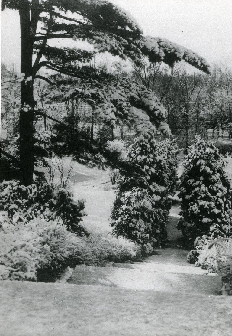          Snow Scene from the front-snow on the trees; Image ID # 457
   