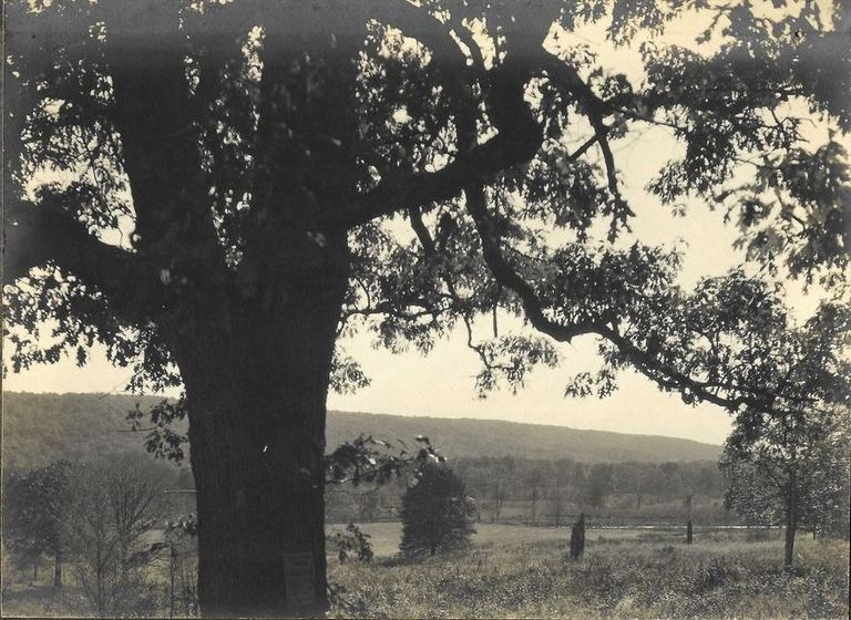          Hartshorn: Cora Hartshorn Photographs of large tree near South Mountain Reservation picture number 1
   