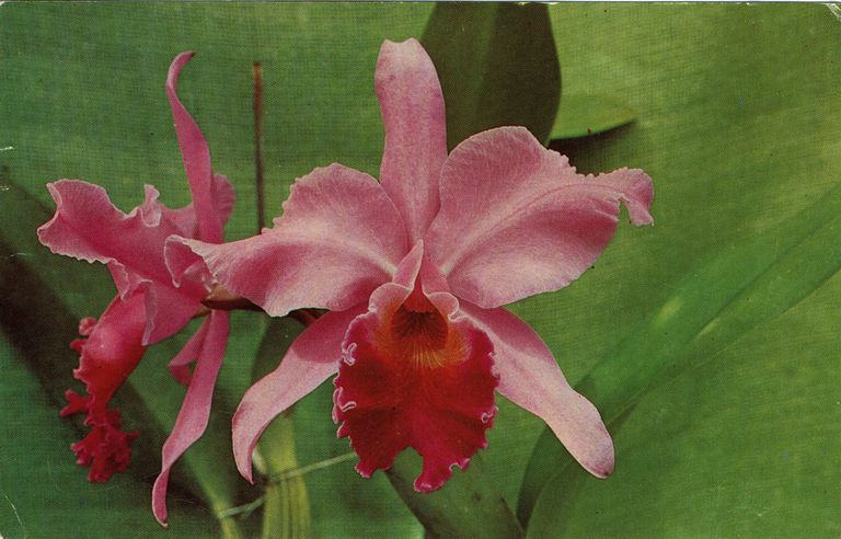          Mall at Short Hills: Orchid Show, 1970 picture number 1
   