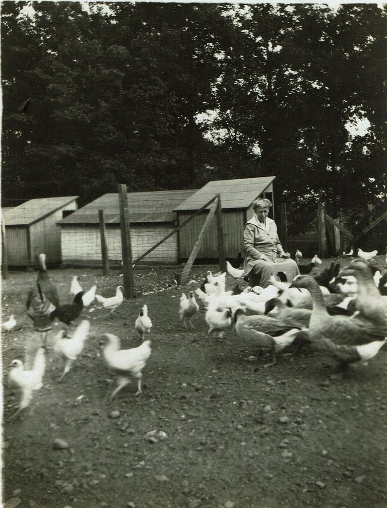          Hartshorn: Joanna Randall Hartshorn with Chickens picture number 1
   