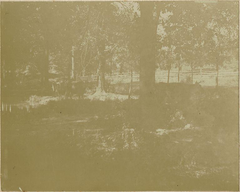          Millburn: Cows in the Woods on the Brison Estate, 1896 picture number 1
   