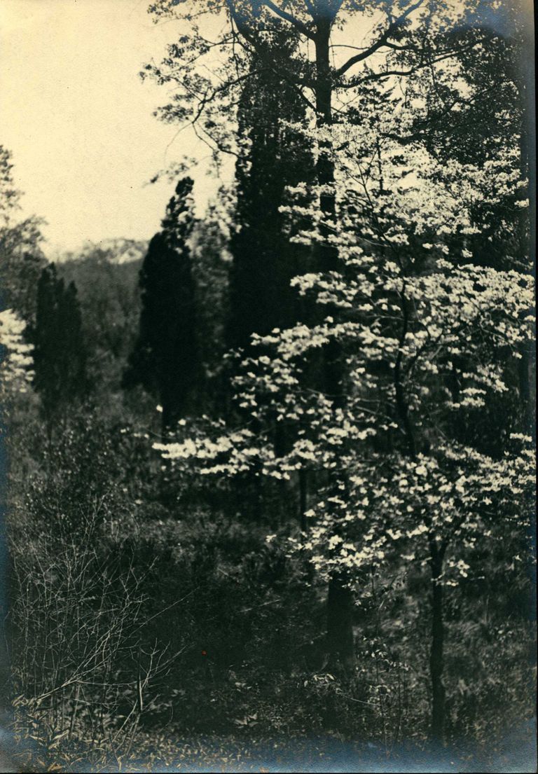          Hartshorn Photo Album 2: Flowering Tree picture number 1
   