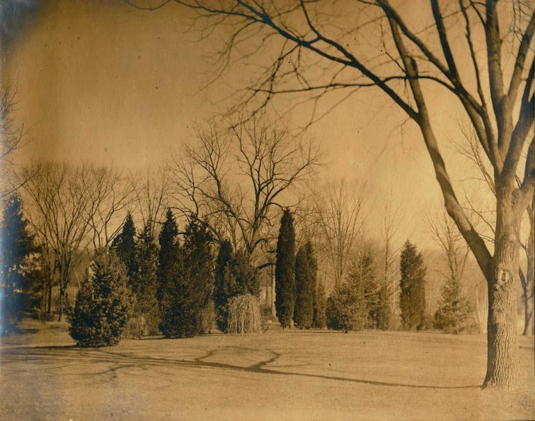          Hartshorn Photo Album Short Hills: Tree with Shadow picture number 1
   