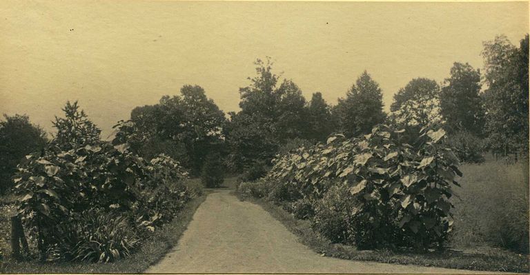          Hartshorn Album 3: Garden Path picture number 1
   